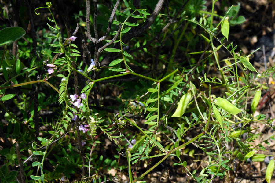 Vicia disperma / Veccia a due semi